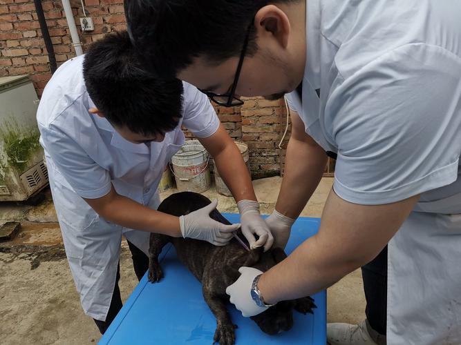 雁塔区动物疾控中心在西安市杨姐小动物保护中心为流浪犬进行狂犬疫苗