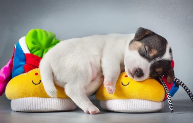 狗狗趴着睡是什么意思?狗狗能睡多久?