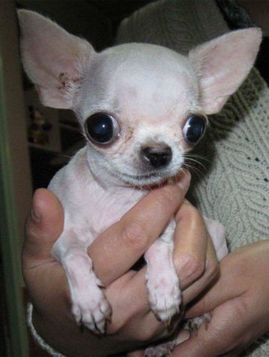 有一种狗,长的不大,眼睛和耳朵却异常大,眼睛突出啦,就像外星狗一样