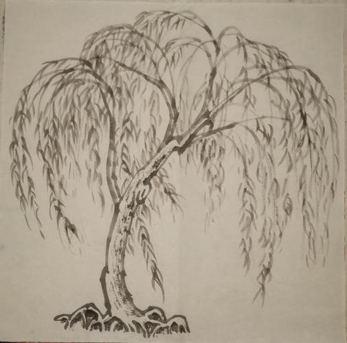 一棵柳树的完整画法