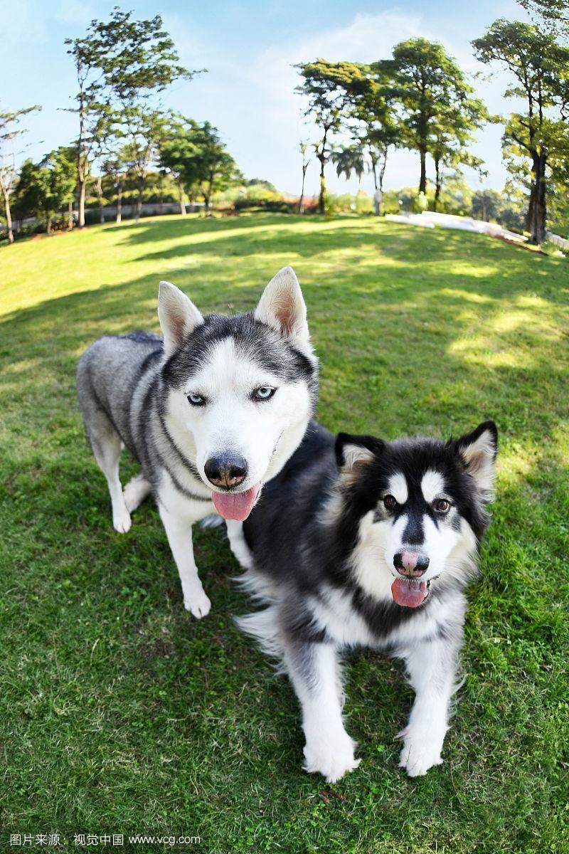 草坪上的阿拉斯加犬和哈士奇犬