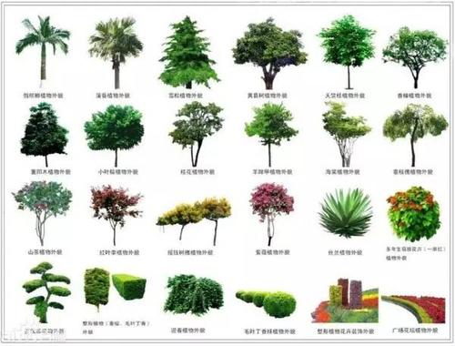 乔木vs灌木乔木树形高大,有独立的主干,树干和树冠有明显区分,高度