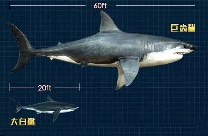 现代大白鲨 与 史前巨齿鲨,提醒对比 | 欧美电影,有以(幸存的)巨齿鲨