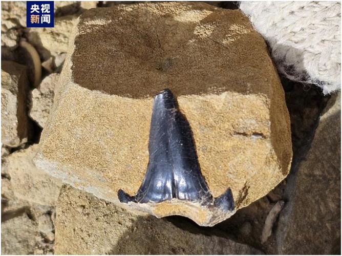 2亿年三叠纪鲨鱼化石长啥样?|化石|生物_新浪新闻