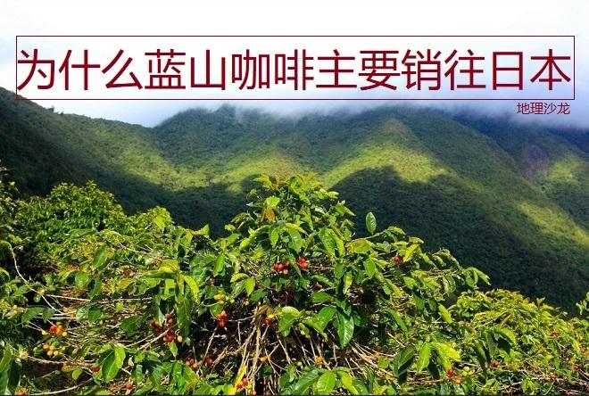 牙买加蓝山山脉十分适宜咖啡种植为什么蓝山咖啡主要销往日本