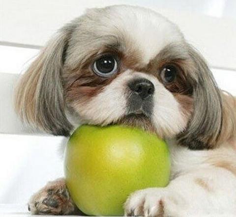 狗狗可以吃哪些水果