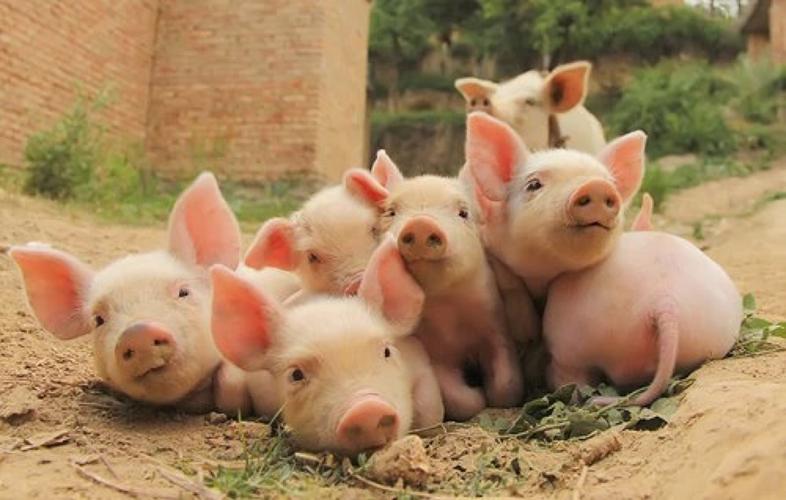 一群可爱的猪的图片