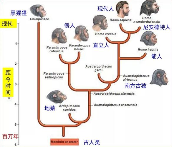 从五百多万年前的古人类演化到现今的人类,经历了很多中间物种,它们