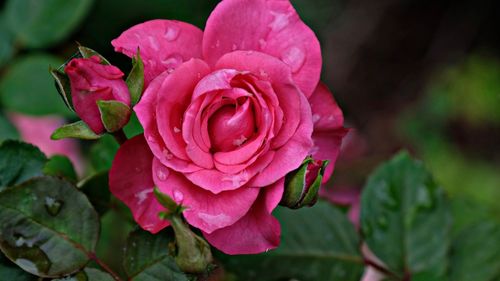 壁纸 粉红色的玫瑰开花,花瓣,水滴 1920x1200 hd 高清壁纸, 图片