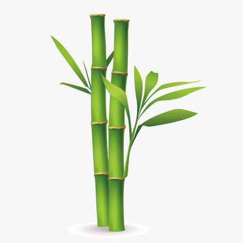 关键词 : 绿色,素材,竹子,植物