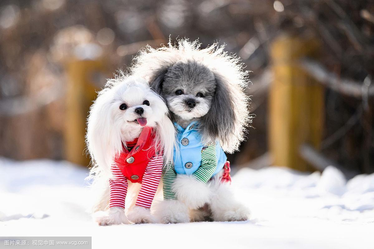 雪景中的两只小狗