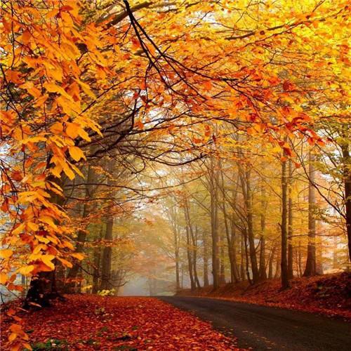 秋天的头像图片大全 高清有氛围感唯美适合秋天的微信头像_风景微信