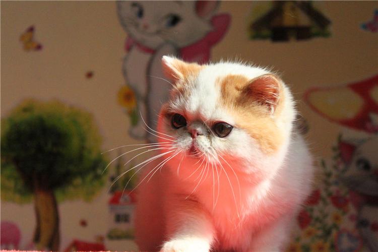 加菲猫宠物猫咪/异国短毛猫/家养纯种短毛/幼猫活体红白弟弟公猫