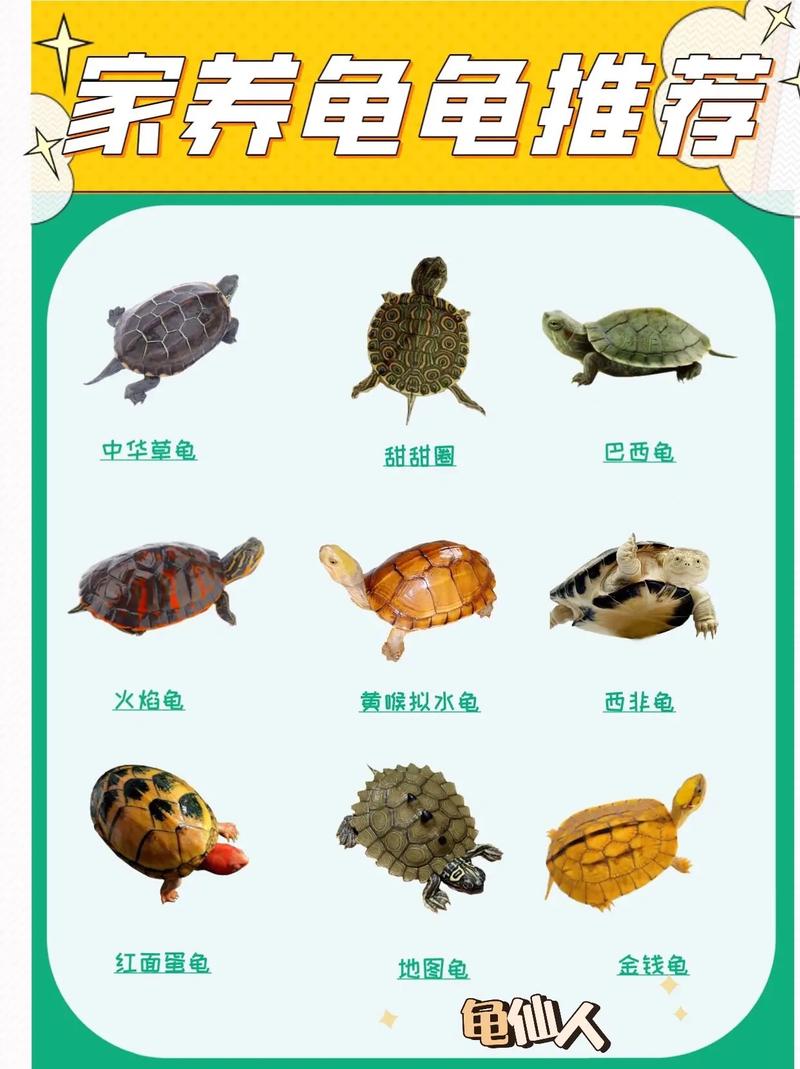 收藏了慢慢选呗~9种适合家养的宠物龟推荐||乌龟的种类有很多 - 抖音