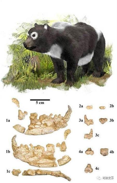 大熊猫祖先的样子