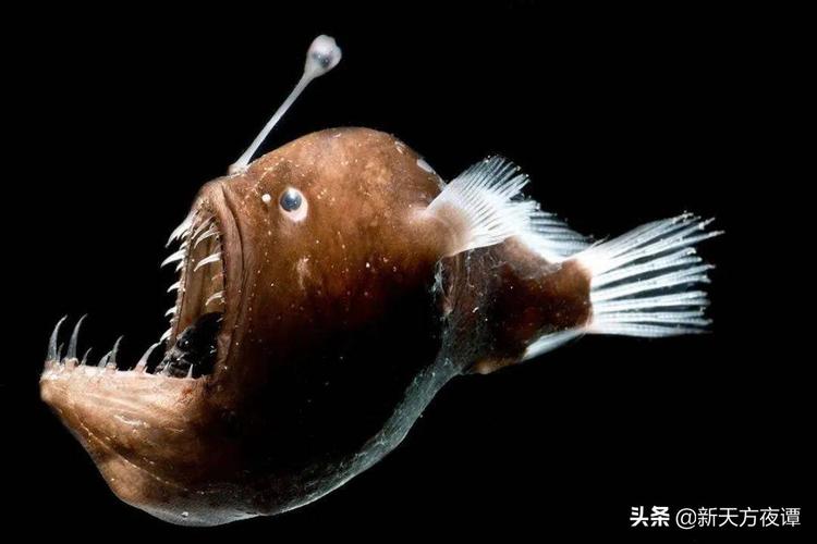 世界上最恐怖的鱼
