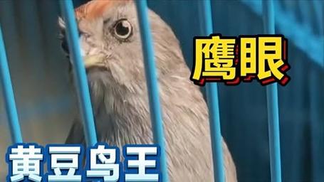 这种黄豆鸟,相貌凶恶,一看就是狠角色,特别是那双眼睛气势凌人