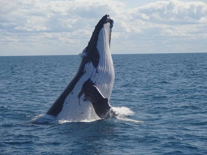 澳大利亚研究:鲸鱼喷出水柱成分或可显示健康状况