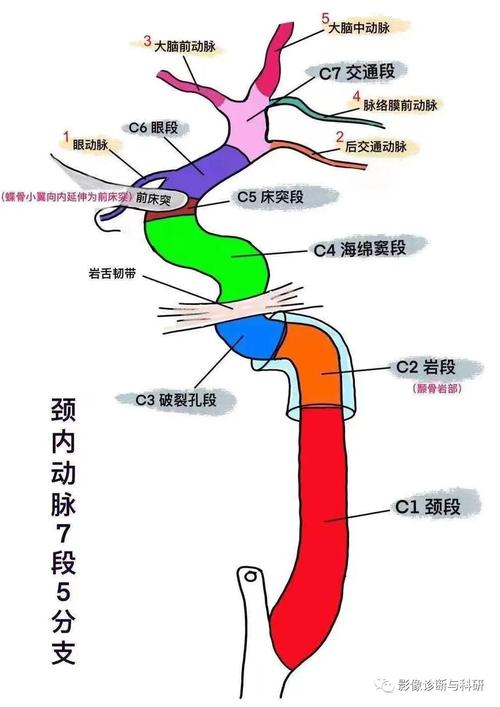 穿行结构:颈动脉管是动脉经过颅底进入颅内的通道,另外有静脉丛和自颈