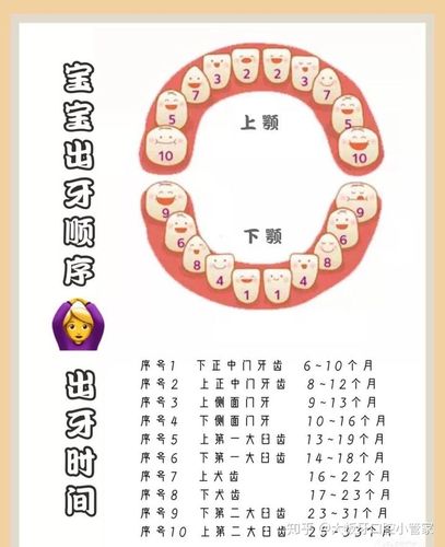 宝宝乳牙正常萌出顺序就是先长上前牙,附宝宝出牙顺序图,可以了解一下