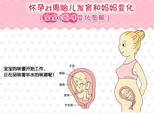 孕妇二十一周胎儿图