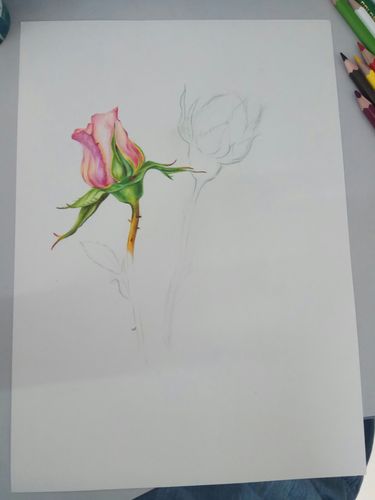 玫瑰 彩铅 绘画