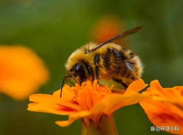 但蜜蜂并非只有一种!全世界已知的蜂类超过两方种,中国约有1200多种.