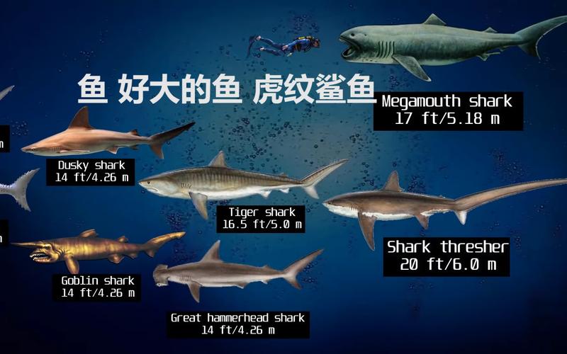 已灭绝的鲨鱼与现存鲨鱼体型大小比较_哔哩哔哩 (゜-゜)つロ 干杯