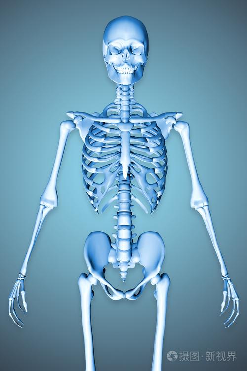 男性的骨架显示躯干三维渲染的图
