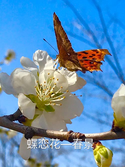 蝶恋花—春景
