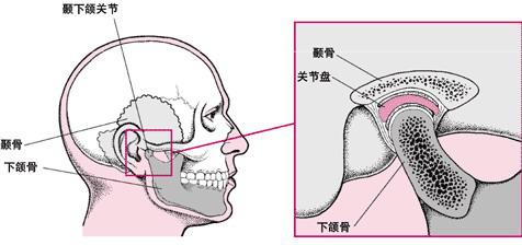 下颌髁状突