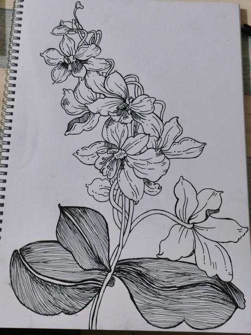 花卉针管笔黑白画附过程