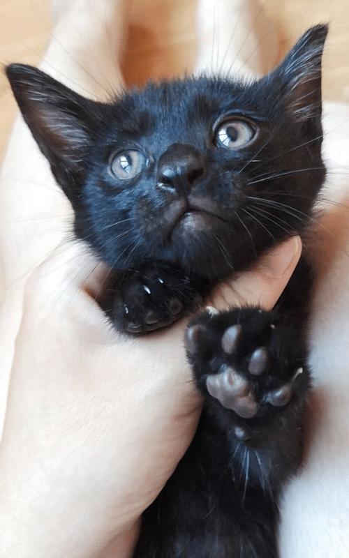原创养了两年的黑猫不见踪影几个月后怀孕归来看到猫崽主人惊了