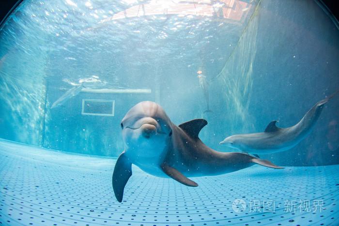 水族馆海豚水下看着你