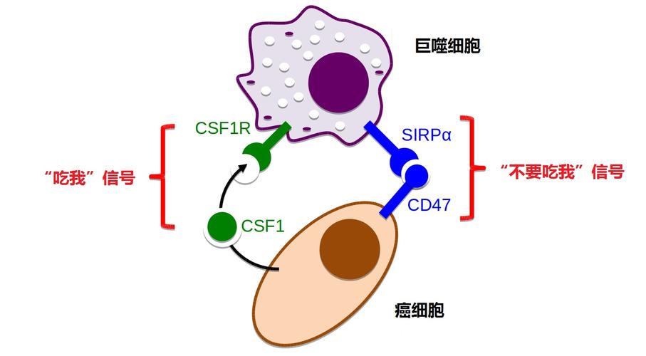 癌细胞表面的cd47与信号调节蛋白α相互作用,向巨噬细胞传递出