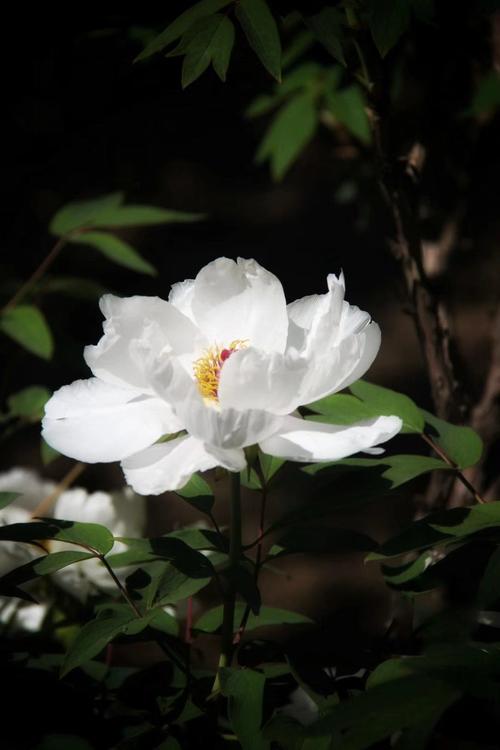 白牡丹素雅绽放,在郁郁葱葱的枝叶间,碗大的花朵,洁白的花瓣,富丽