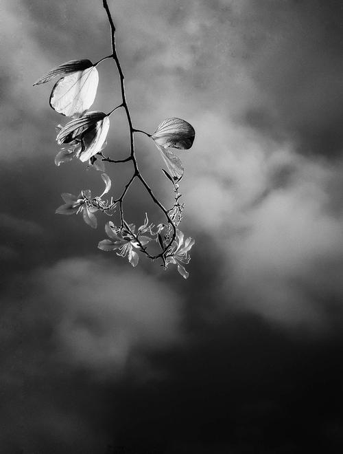 黑白灰 —— 静谧 简洁 唯美