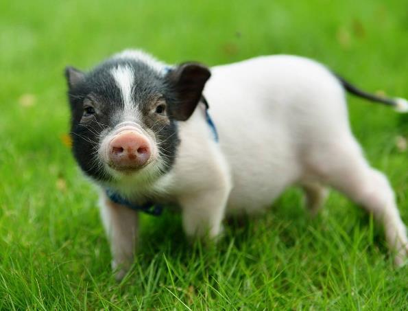 世界上最小的猪微型猪体重不超过10斤很可爱