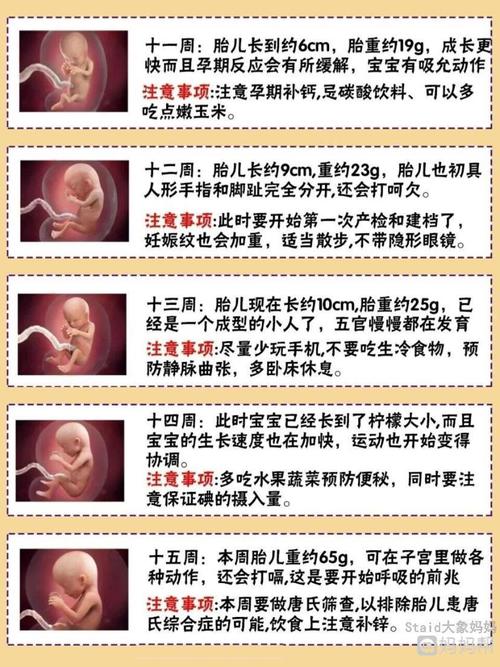 怀孕24周,胎儿身长30厘米,体重约630克怀孕28周,胎儿身长约35厘米