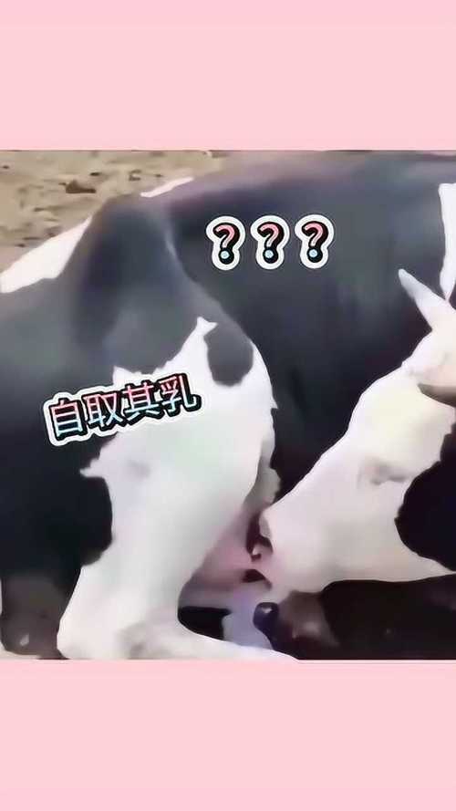 牧场里的奶牛喝自己的奶这就叫自取其乳什么操作