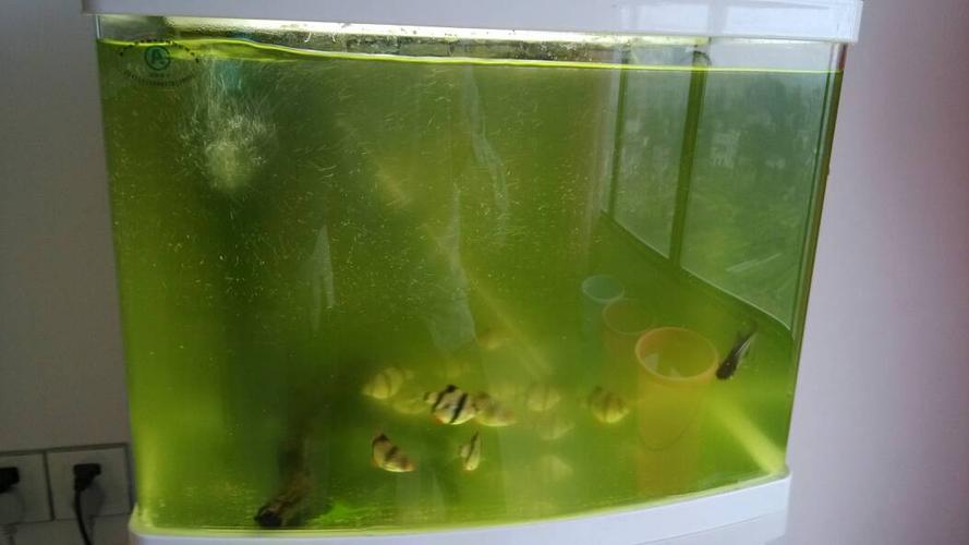鱼缸爆发绿藻了,已经一个星期了,水混混的,怎么解决?