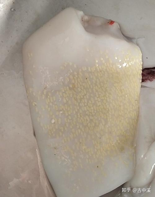 鱿鱼皮下的黄色颗粒是什么