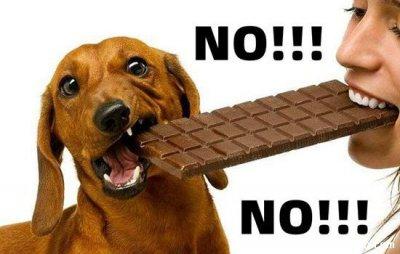 狗为什么不能吃巧克力之类的东西呢可可碱会让狗狗中毒