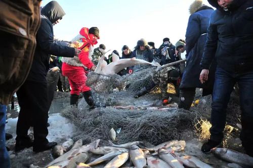 一条鱼卖出999999元查干湖冬捕头鱼拍卖15年价格暴涨720倍