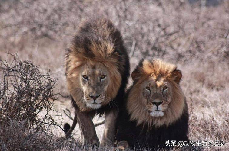 希尔维斯特雄狮和菲利斯雄狮是典型的南非黑鬃雄狮,外貌威猛的它们,配