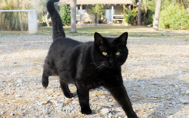 怀孕梦到黑猫什么预兆