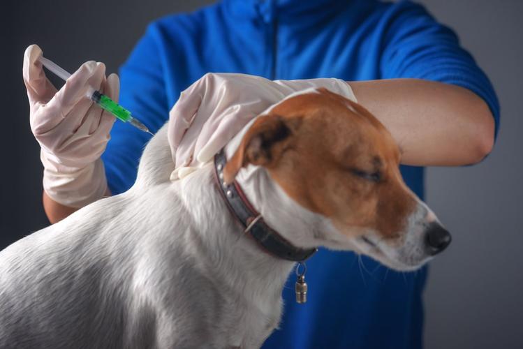 打完三针六联疫苗的价格是600元800元之间当狗狗注射完第一针疫苗之后