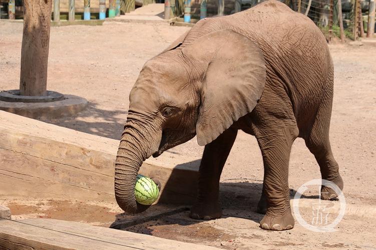 动物馆舍室内有空调开放,室外水池注有凉水,大象也是天生爱玩水,长长