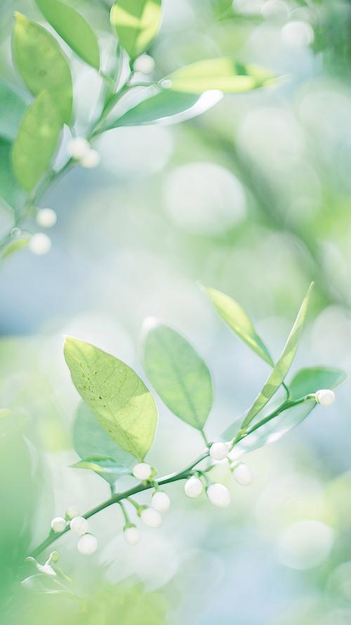 小清新绿色植物手机壁纸图片,植物,植物,高清,小清新,花卉,绿色护眼