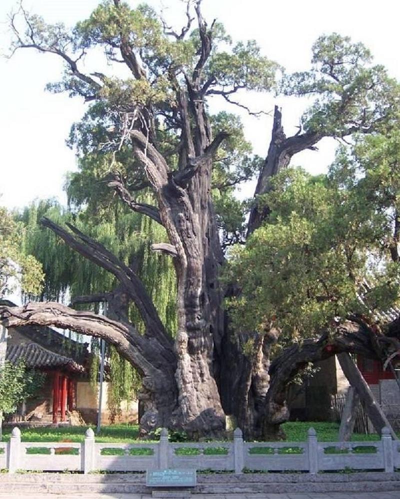 第二次全国古树名木资源普查结果9月9日发布: 1000年以上的古树有